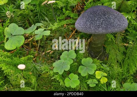 Violette Webcap (Cortinarius violaceus), Fruchtkörper, Deutschland, Bayern, Ammergauer Alpen Stockfoto