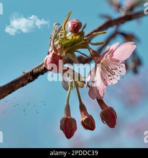 Die rosa Pflaumenblüten werden an einem sonnigen Tag mit blauem Himmel und weißen Wolken mit einem leuchtenden Mond in Nahaufnahme zu sehen sein Stockfoto