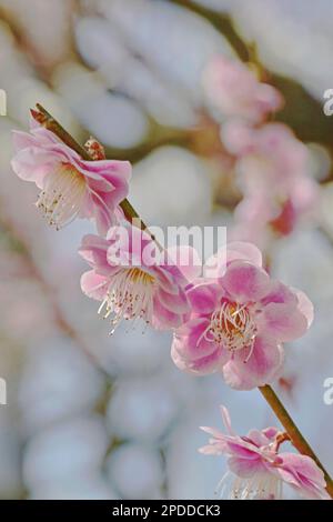 Die rosa Pflaumenblüten schließen sich und ein pastellfarbenes Bokeh im Hintergrund an einem klaren, sonnigen Tag Stockfoto