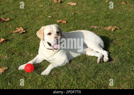 Gelber Labrador mit Ball auf grünem Gras im Freien Stockfoto