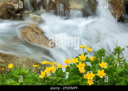 Alpine Marsh Marigolds (Caltha Palustris) mit schnell fließendem Wasser aus dem Fluss Flem. Brigels, Surselva, Grisons, Graubünden, Schweiz Stockfoto