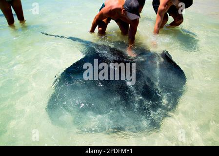 Stachelrochen - Hamelin Bay - Australien Stockfoto