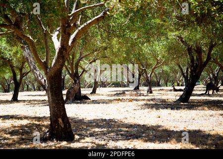 Olivenhaine – Westaustralien Stockfoto