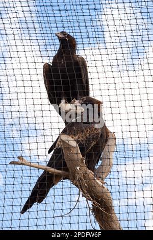 Gerettete Wedge Tailed Eagles - Australien Stockfoto