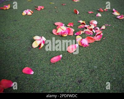 Blüten von Kanonenkugeln (Couroupita guianensis), die auf Kunstrasen verstreut sind. Stockfoto