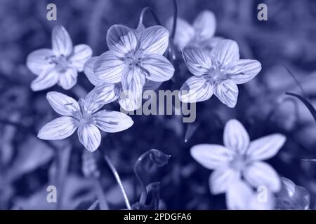 Zarte lila Wildblumen, auch bekannt als Eastern Spring Beauty, im ländlichen Missouri, MO, USA, USA, USA. Claytonia Virginia. Schwarzweißbild. Stockfoto