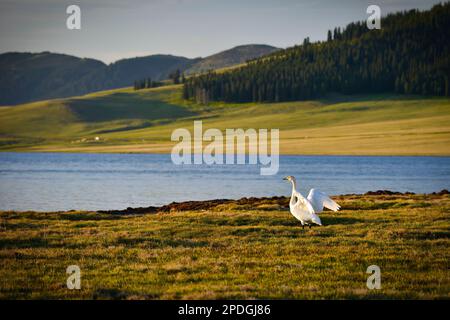 Die Berge und Gewässer rund um den Tarim-See sind eine einzigartige und wunderschöne Landschaft, die es wert ist, sie zu erleben Stockfoto