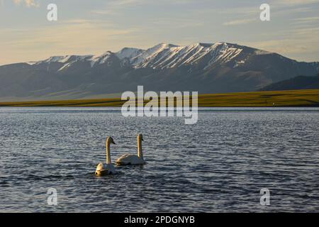 Die Berge und Gewässer rund um den Tarim-See sind eine einzigartige und wunderschöne Landschaft, die es wert ist, sie zu erleben Stockfoto