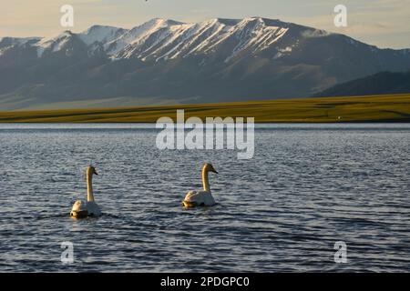 Die Berge und Gewässer rund um den Tarim-See sind eine einzigartige und wunderschöne Landschaft, die es wert ist, sie zu erleben Stockfoto