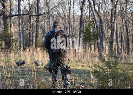 Während der Frühjahrssaison läuft ein truthahnjäger im ländlichen Missouri, MO, USA, USA auf seine Hühnerköder zu. Stockfoto