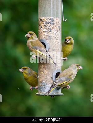 European Greenfinch [ Chloris chloris ] 4 Vögel auf der Gartensaatfütterung Stockfoto