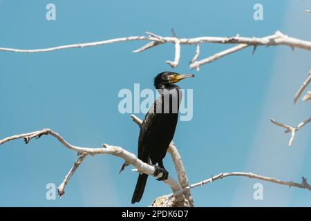 Kormoran sitzt auf einem trockenen Ast Stockfoto