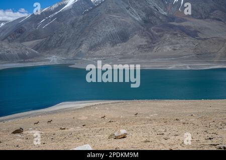 Dieses Bild wurde in Leh, Ladakh in Indien aufgenommen Stockfoto