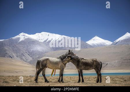 Dieses Bild wurde in Leh in Indien aufgenommen Stockfoto