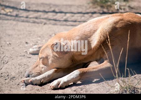 Der Dingo ist ein australischer einheimischer Hund Stockfoto