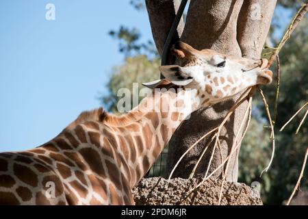 Die Guraffe ist das höchste Landsäugetier, mit einem Hals von bis zu 6 Metern, die Giraffe ist auch bekannt für das einzigartige braun-cremefarbene Muster auf ihrem Mantel A. Stockfoto