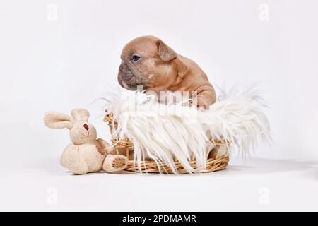 Hundewelpe mit feinem französischen Bulldog und spielzeugem Plüschhasen im Korb Stockfoto