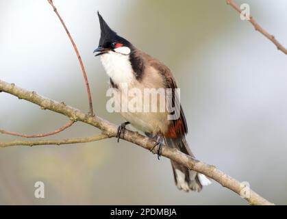 Haubenvogel auf der Lamma Insel in Hong Kong. Stockfoto