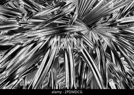 Silberne Palme hinterlässt Hintergrund, silberne Blütenblätter, graues Metall mit tropischem Laub Hintergrund, schwarz-weißes metallisches Astmuster Stockfoto