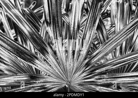 Silberne Palme hinterlässt Hintergrund, silberne Blütenblätter, graues Metall mit tropischem Laub Hintergrund, schwarz-weißes metallisches Astmuster Stockfoto