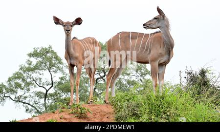Sparring Kudu Bulls, Kruger-Nationalpark, Südafrika Stockfoto
