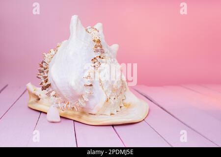 Große weiße Muschel auf pinkfarbenen Holzbrettern mit Muschelperlen. Sommerurlaub im Meer. Speicherplatz kopieren Stockfoto