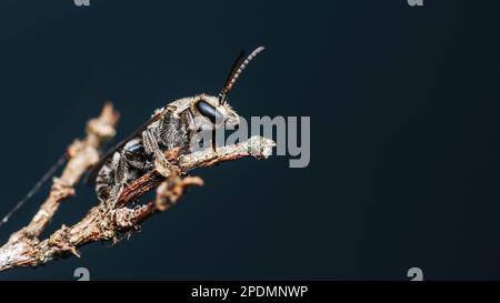 Nahaufnahme der weiblichen Schweißbiene hoch oben auf dem Ast und im Naturhintergrund, Makrofoto, selektiver Fokus. Stockfoto