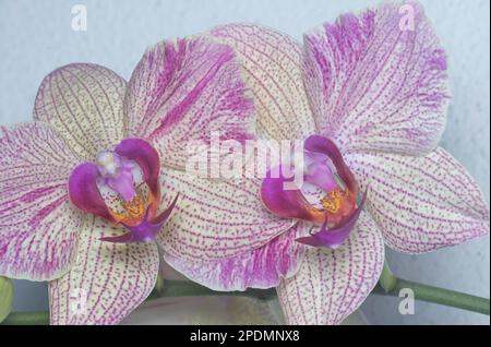 Nahaufnahme des Phalaenopsis Yu-Pin Feuerwerks Big-Lip Moth Orchidee. Stockfoto