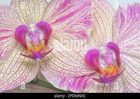 Nahaufnahme des Phalaenopsis Yu-Pin Feuerwerks Big-Lip Moth Orchidee. Stockfoto