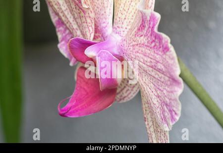 Nahaufnahme des Phalaenopsis Yu-Pin Feuerwerks Big-Lip Moth Orchidee. Stockfoto