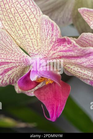 Nahaufnahme des Phalaenopsis Yu-Pin Feuerwerks Big-Lip Moth Orchidee. Stockfoto