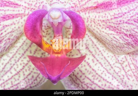 Nahaufnahme des Phalaenopsis Yu-Pin Feuerwerks Big-Lip Moth Orchidee. Stockfoto