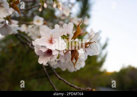 Sakurajima, Präfektur Kagoshima, Japan. 14. März 2023. Kirschblüten blühen auf der Insel Sakurajima. Sakurajima (æ¡œå³¶) ist ein zusammengesetzter Vulkan im Süden von Kyushu, Japan, und ist Teil der Aira Caldera. Sein Name bedeutet „Cherry Blossom Island“, aufgrund der vielen Kirschbäume, die auf der Insel wuchsen, bevor sie mit dem Festland verbunden wurden. Der Vulkan entlang des Pacific Ring of Fire hat eine lange Geschichte von Eruptionen, mit Aufzeichnungen aus dem 8. Jahrhundert. Es ist seit 1955 besonders aktiv, mit häufigen kleinen Eruptionen und gelegentlichen größeren Eruptionen.Trotz der Stockfoto