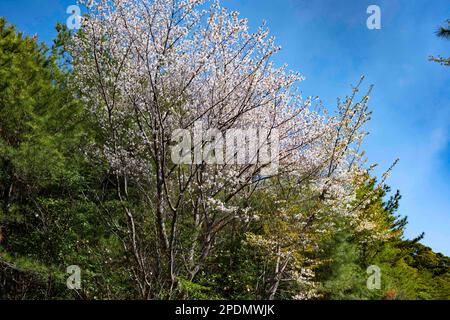 Sakurajima, Präfektur Kagoshima, Japan. 14. März 2023. Kirschblüten blühen auf der Insel Sakurajima. Sakurajima (æ¡œå³¶) ist ein zusammengesetzter Vulkan im Süden von Kyushu, Japan, und ist Teil der Aira Caldera. Sein Name bedeutet „Cherry Blossom Island“, aufgrund der vielen Kirschbäume, die auf der Insel wuchsen, bevor sie mit dem Festland verbunden wurden. Der Vulkan entlang des Pacific Ring of Fire hat eine lange Geschichte von Eruptionen, mit Aufzeichnungen aus dem 8. Jahrhundert. Es ist seit 1955 besonders aktiv, mit häufigen kleinen Eruptionen und gelegentlichen größeren Eruptionen.Trotz der Stockfoto