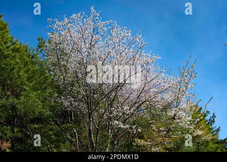 Sakurajima, Präfektur Kagoshima, Japan. 14. März 2023. Kirschblüten blühen auf der Insel Sakurajima. Sakurajima (æ¡œå³¶) ist ein zusammengesetzter Vulkan im Süden von Kyushu, Japan, und ist Teil der Aira Caldera. Sein Name bedeutet „Cherry Blossom Island“, aufgrund der vielen Kirschbäume, die auf der Insel wuchsen, bevor sie mit dem Festland verbunden wurden. Der Vulkan entlang des Pacific Ring of Fire hat eine lange Geschichte von Eruptionen, mit Aufzeichnungen aus dem 8. Jahrhundert. Es ist seit 1955 besonders aktiv, mit häufigen kleinen Eruptionen und gelegentlichen größeren Eruptionen.Trotz der Stockfoto