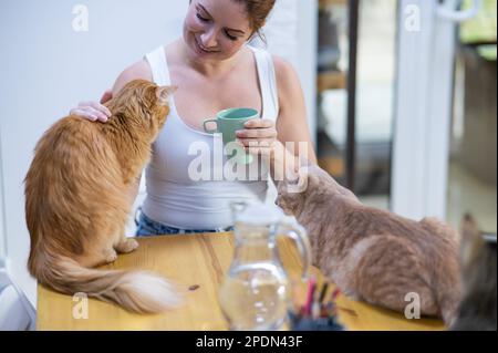 Kaukasische Frau mit Katzen in einem Katzencafé. Stockfoto