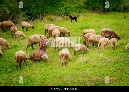 Herdenschafe fressen, weiden Gras auf der Weide, Wiesen mit einem Esel als Teil ihrer Familie. Stockfoto