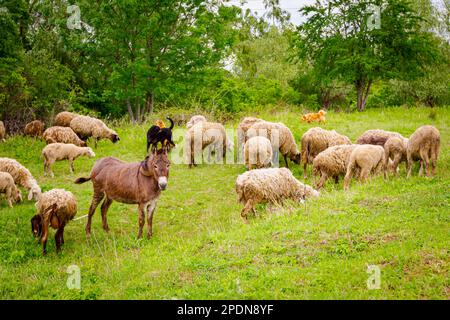 Herdenschafe fressen, weiden Gras auf der Weide, Wiesen mit einem Esel als Teil ihrer Familie. Stockfoto