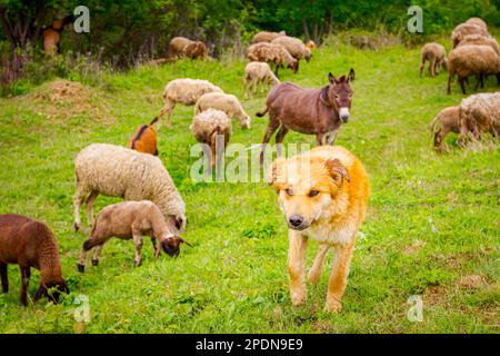 Schäferhund passt auf, dass gemischte Herden von Schafen und Ziegen fressen, Gras auf Weiden weiden, Wiesen mit einem Esel als Teil ihrer Familie. Stockfoto