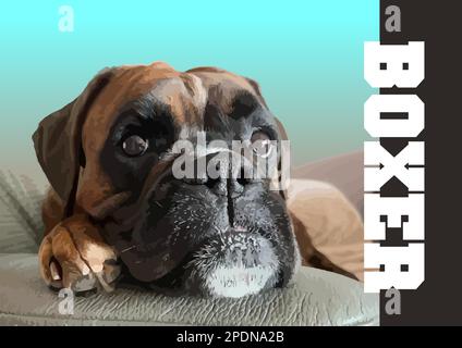Eine Nahaufnahme eines krautigen, wunderschönen Boxerhundes. 3D-Vektorposter Stock Vektor