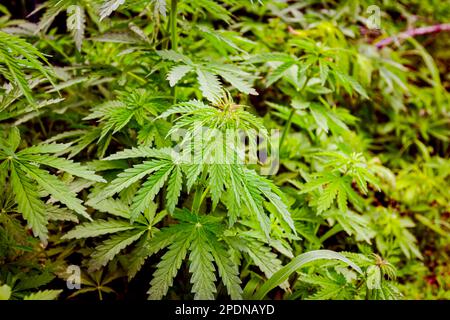 Industriehanf, Cannabis sativa, wächst im Frühling wild auf landwirtschaftlichen Feldern. Stockfoto