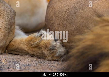 Ein großer männlicher Löwe im Hwange-Nationalpark in Simbabwe. Stockfoto