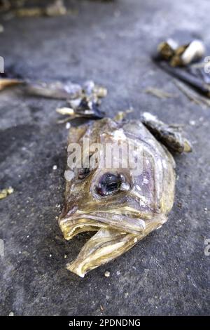 Details zu verdorbenen Fischen, die in den Müll geworfen wurden, Lebensmittelverschwendung Stockfoto