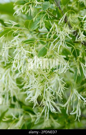 Chionanthus virginicus, Fransenbaum, Milchstrauch mit cremeweißen Blumen Stockfoto