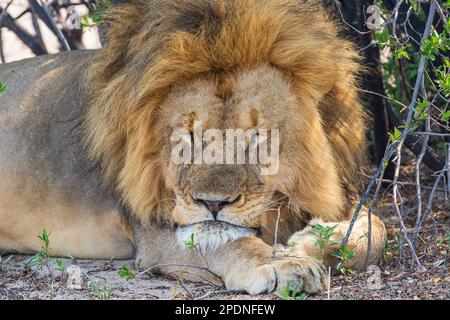 Ein großer männlicher Löwe, Panther Leo, wurde im Hwange-Nationalpark Simbabwes gesehen. Stockfoto