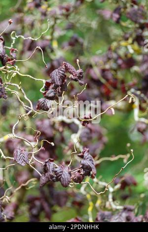 Corylus avellana Red Majestic, Hazel Red Majestic, halbweinender kleiner Baum, dunkelviolette Blätter, verdrehte Äste. Stockfoto