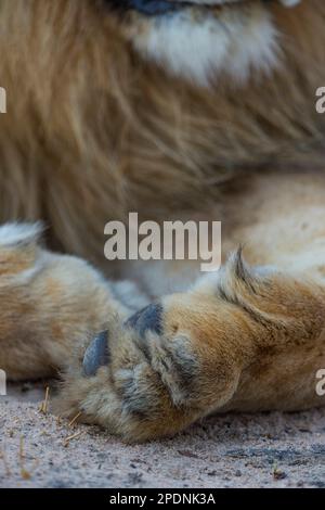 Ein großer männlicher Löwe im Hwange-Nationalpark in Simbabwe. Stockfoto