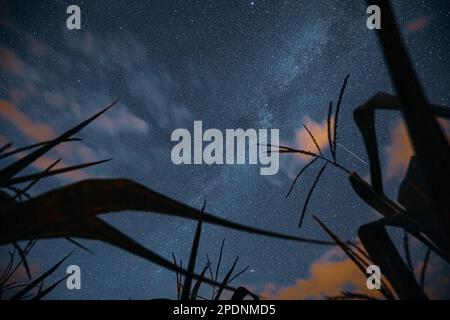 Ansicht Des Nächtlichen Sternenhimmels Von Der Maiskorn-Plantage In Der Sommer-Agrarsaison. Nächtlicher Sternenhimmel Mit Leuchtenden Sternen Und Meteorischer Spur Stockfoto
