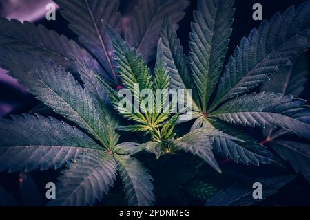 Anbau und Anbau von medizinischem Marihuana. Hanfblätter Nahaufnahme Makrofoto. Stockfoto