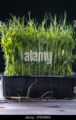 Mikrogrün-Anbau im Haushalt. Schwarzer Behälter mit frischen dichten mikrogrünen Sprossen. Gezüchtete Stängel mit grünen Blättern, Heimkeime, vorteilhaft Stockfoto